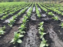 Tobacco in the field. Note the spacing of the rows is wide enough to enable each plant to be tended to by hand daily.