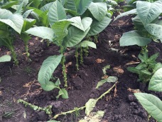 Tobacco plants are "primed" several times while growing, meaning that lower leaves are removed so that the upper leaves get enough nutrients from the soil, sunlight and water.